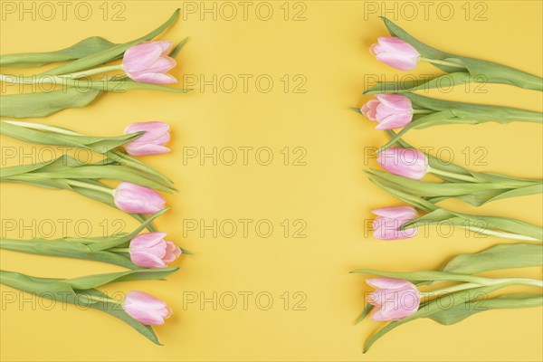 Pink tulips greeting card for birthday, easter holiday, womens day, mothers day, floral background