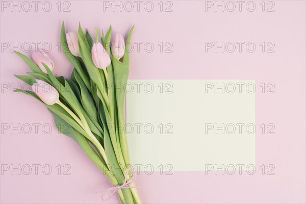 Pink tulips greeting card for birthday, easter holiday, womens day, mothers day, floral background