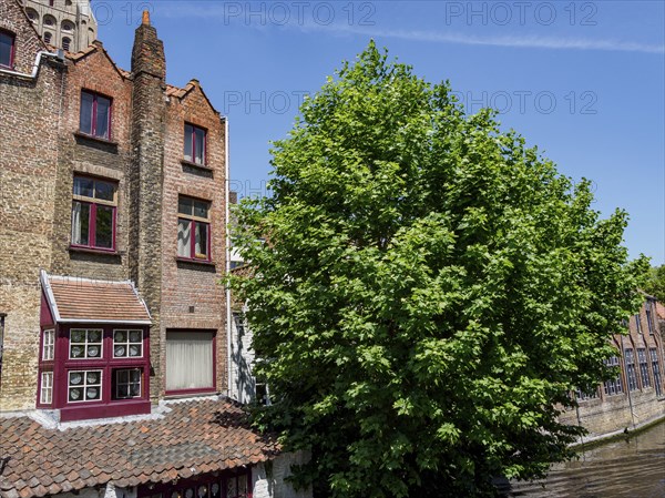 Historic building with brick faÃ§ade and window front next to a large green tree under a blue sky,