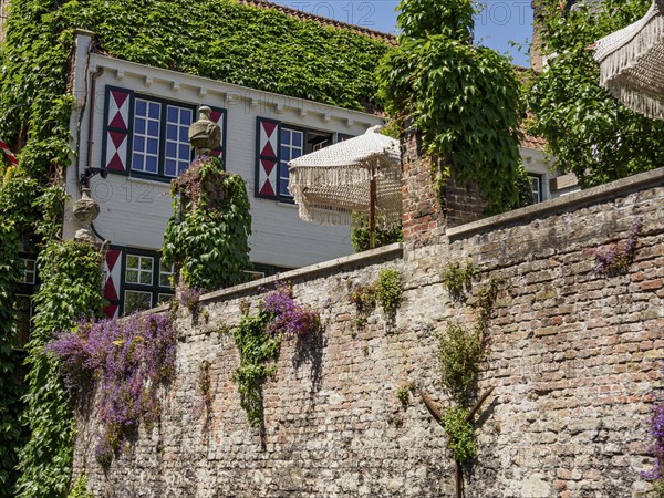 Brick wall and house covered with climbing plants, parasols in the courtyard in clear weather,