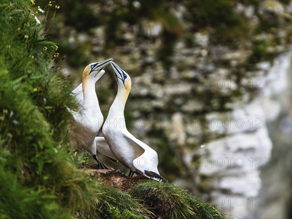 Northern Gannet, Morus bassanus, Pairs of birds on the rocks, Bempton Cliffs, North Yorkshire,