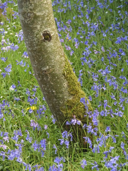 A tree trunk surrounded by bluebells growing in a green meadow, inverness, scotland, Great Britain