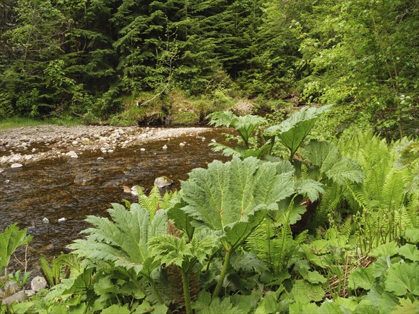 Clear stream flows through a green forest, surrounded by large plants and stones, inverness,