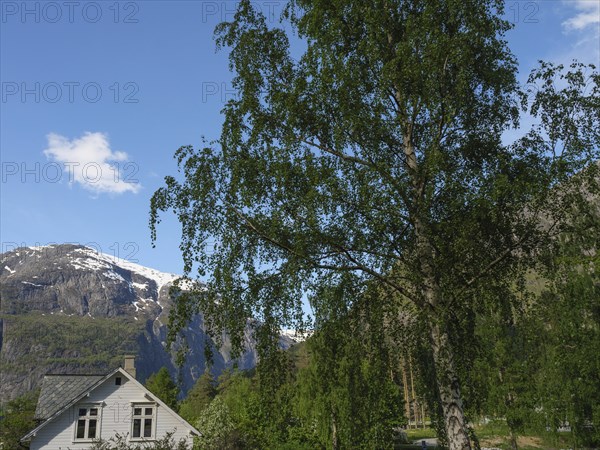 Deciduous trees and mountains with snow-capped peaks in the background of a rural house, in sunny