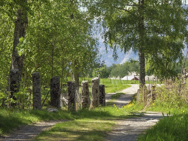 A rural path lined with trees and immersed in green nature, Eidfjörd, Norway, Scandinavia, Europe