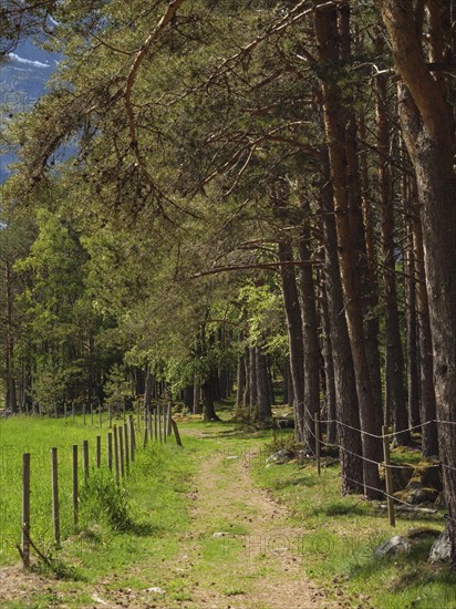 A path leading through a forest with trees and fences, Eidfjörd, Norway, Scandinavia, Europe