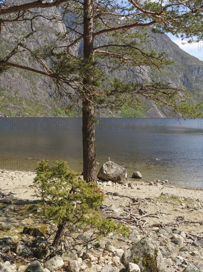 A tree on the shore of a lake, surrounded by mountains and nature, Eidfjörd, Norway, Scandinavia,