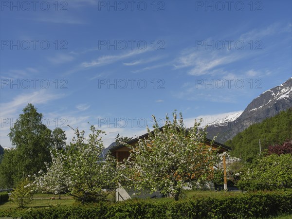 A cosy house with blossoming trees in the garden and snow-capped mountains in the background,
