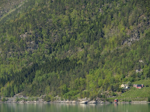 Small farm surrounded by dense forests in a hilly landscape on the shore of a lake, Eidfjörd,