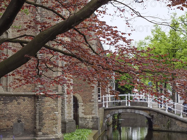 Scenic view of a brick building with a decorative bridge and red deciduous tree in spring, Delft,