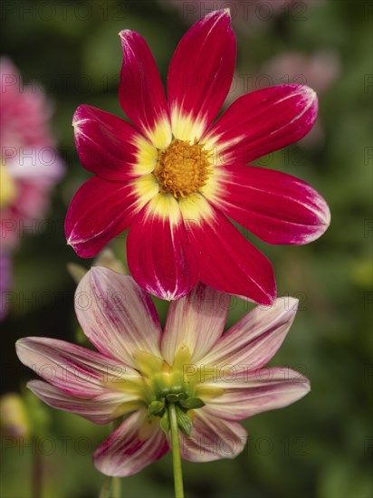 Two dahlia blossoms: a red-yellow and a pale pink flower, both against a blurred background,