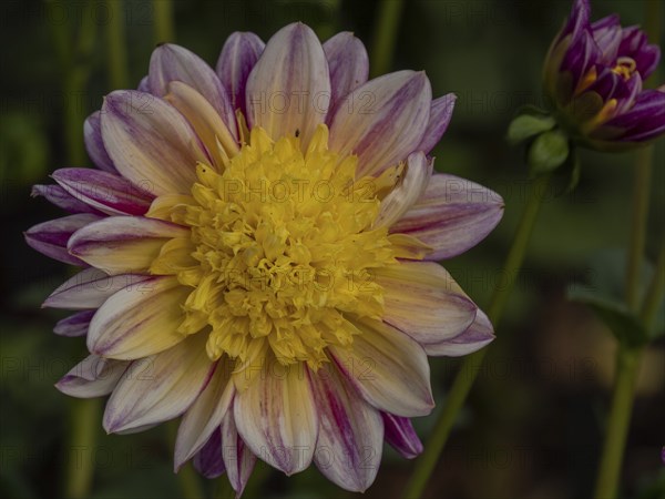 A single dahlia flower with yellow centre and purple petals in a garden, Legden, Münsterland, North