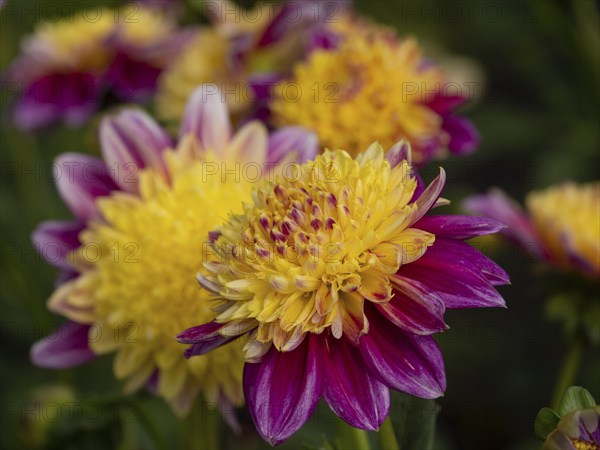 Close-up of dahlia flowers with yellow centre and red petals in a garden, Legden, Münsterland,