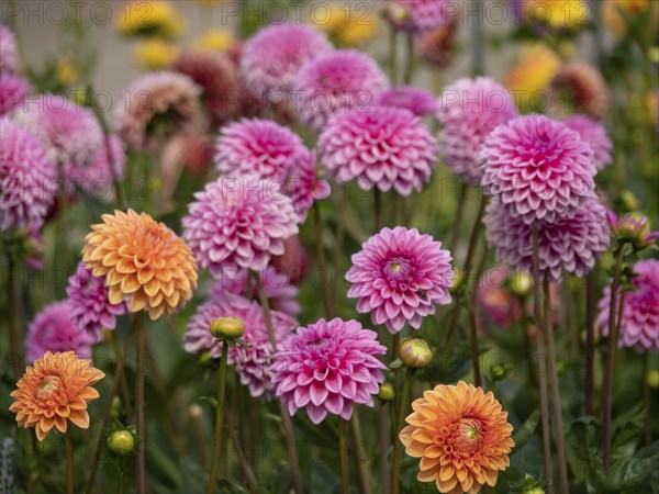 Pink and orange dahlia flowers against a green background, in full bloom in the garden, Legden,