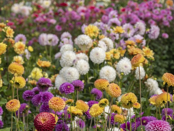Large field of colourful dahlias in various shades and shapes, Legden, münsterland, North