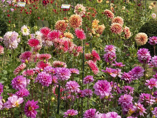A field with different types and colours of dahlias, from pink to red to yellow, Legden,