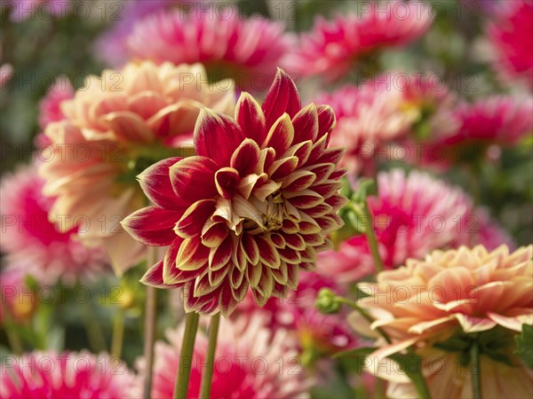 A mixture of red and orange dahlias in a bright flower bed, Legden, Münsterland, North
