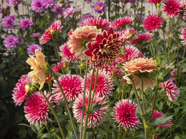 Various dahlias of bright red and yellow colours blooming in the flower bed, Legden, Münsterland,