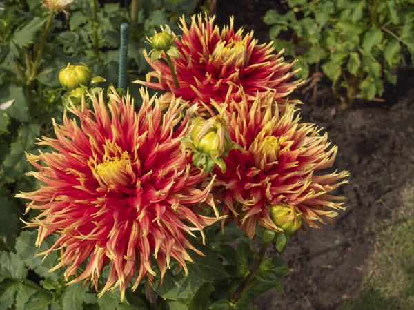 Close-up of red and yellow dahlia flowers in the garden, Legden, münsterland, North