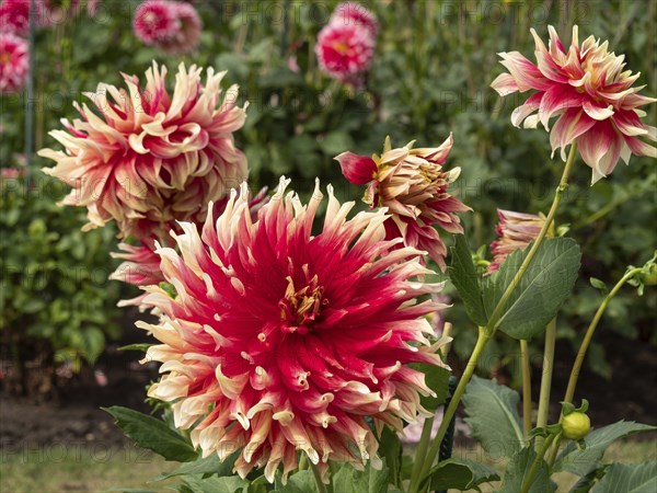Close-up of red dahlia flowers with cream-coloured tips in the garden, Legden, Münsterland, North