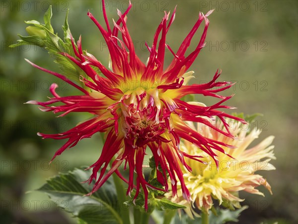 Yellow and red dahlia flower in full bloom, clearly visible against background, Legden,