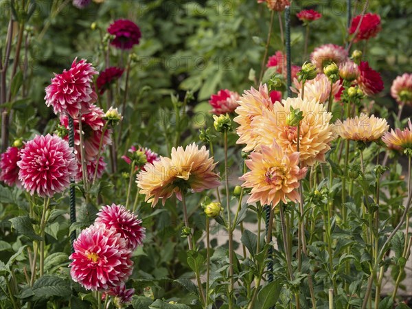 Colourful dahlia blossoms in the garden in various shades of red and orange against a green