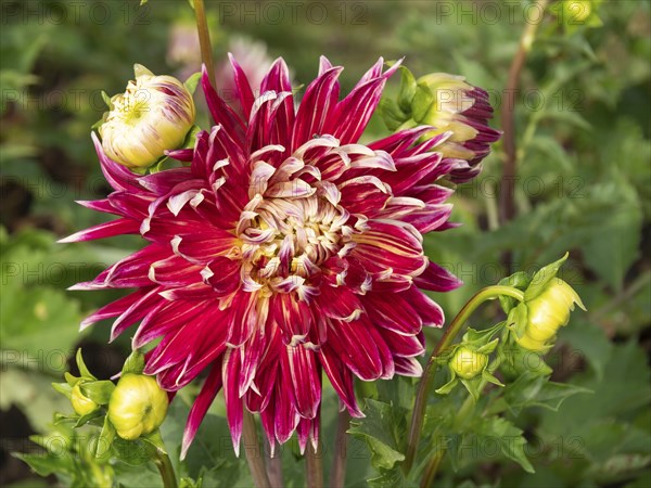 A bright red dahlia with a yellow centre, surrounded by green leaves and yellow buds, Legden,