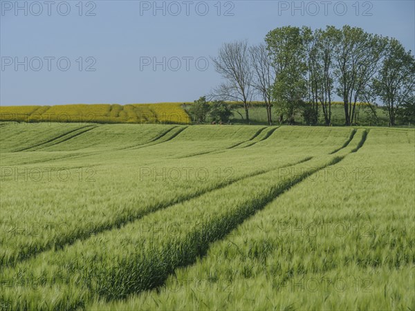 Extensive green fields with tractor tracks, in the background single trees, the landscape is quiet