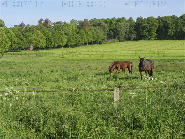 Two horses in a spacious pasture against a background of green fields and trees, Billerbeck,