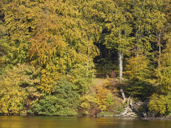 Autumnal trees on the shore with bright colours, some branches protrude over the water, Binz,