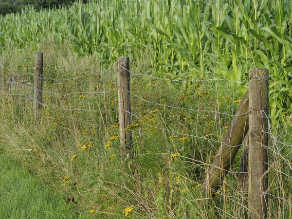 A fenced cornfield with wild yellow flowers and green grass along a path, Borken, Münsterland,