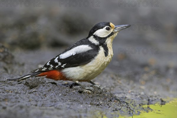 Great spotted woodpecker, greater spotted woodpecker (Dendrocopos major) female on muddy shore