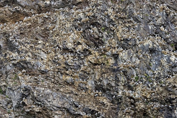 Seabird breeding colony of black-legged kittiwakes (Rissa tridactyla) nesting on rock ledges in sea