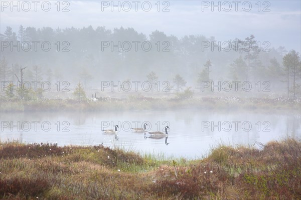 Canada geese, Canadian goose flock (Branta canadensis) swimming in moorland, marsh, covered in