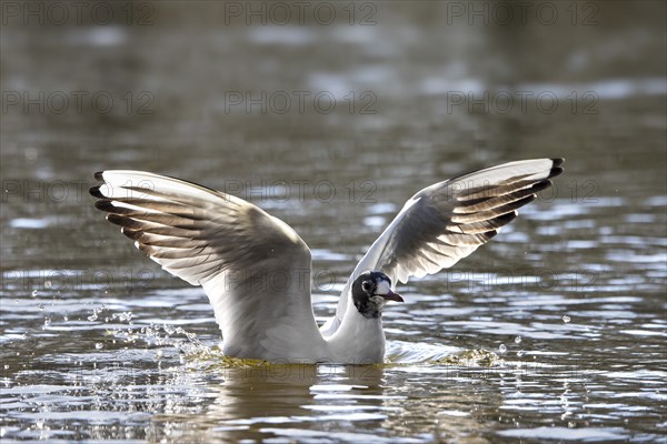 Black-headed gull (Chroicocephalus ridibundus, Larus ridibundus) in transition, spring moult