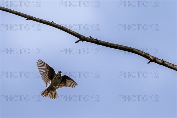 Tree pipit (Anthus trivialis, Alauda trivialis) landing in tree while singing in spring