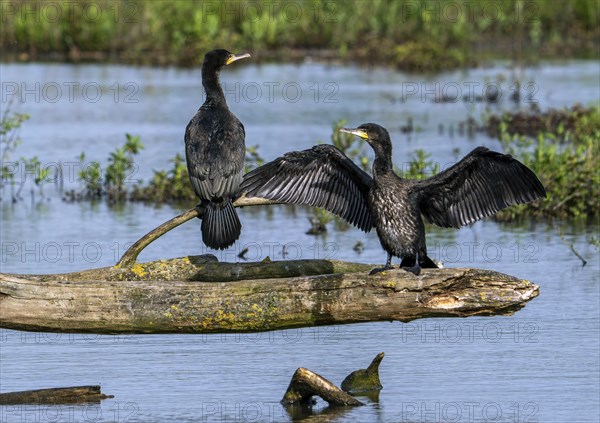 Great cormorants (Phalacrocorax carbo) two juveniles perched on fallen tree trunk in pond and