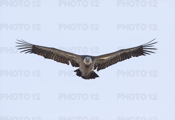 Griffon vulture (Gyps fulvus), Monfragüe National Park, Extremadura, Castilla La Mancha, Spain,
