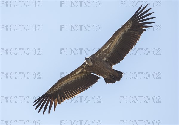 Griffon vulture (Gyps fulvus), Monfragüe National Park, Extremadura, Castilla La Mancha, Spain,