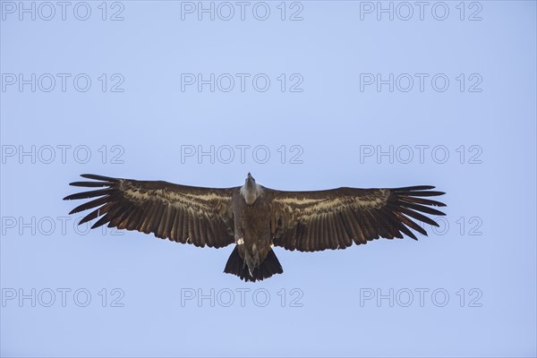 Griffon vulture (Gyps fulvus), Monfragüe National Park, Extremadura, Castilla La Mancha, Spain,