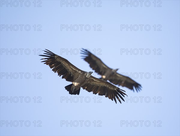 Griffon vulture (Gyps fulvus), Monfragüe National Park, Extremadura, Castilla La Mancha, Spain,