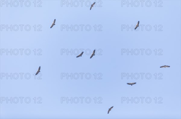 Griffon vulture (Gyps fulvus), Monfragüe National Park, Extremadura, Castilla La Mancha, Spain,