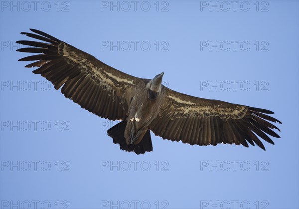 Griffon vulture (Gyps fulvus), Monfragüe National Park, Extremadura, Castilla La Mancha, Spain,