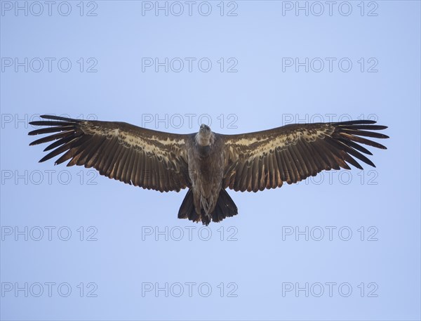 Griffon vulture (Gyps fulvus), Monfragüe National Park, Extremadura, Castilla La Mancha, Spain,