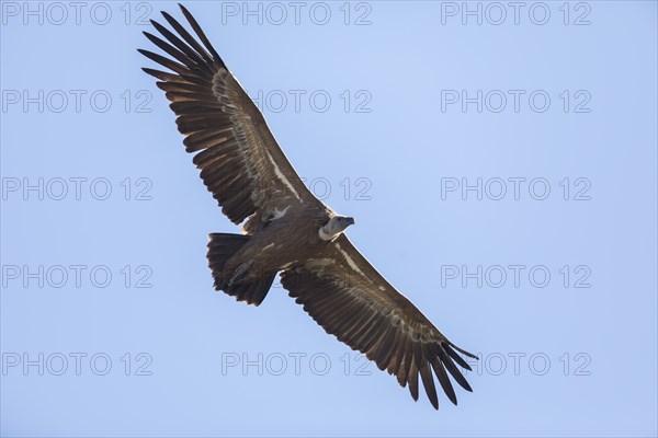 Griffon vulture (Gyps fulvus), Monfragüe National Park, Extremadura, Castilla La Mancha, Spain,