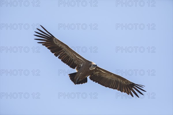 Griffon vulture (Gyps fulvus), Monfragüe National Park, Extremadura, Castilla La Mancha, Spain,