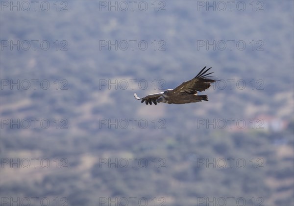 Griffon vulture (Gyps fulvus), Monfragüe National Park, Extremadura, Castilla La Mancha, Spain,