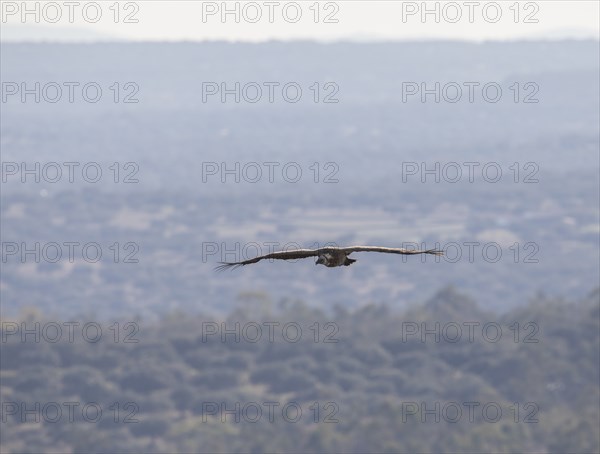 Griffon vulture (Gyps fulvus), Monfragüe National Park, Extremadura, Castilla La Mancha, Spain,