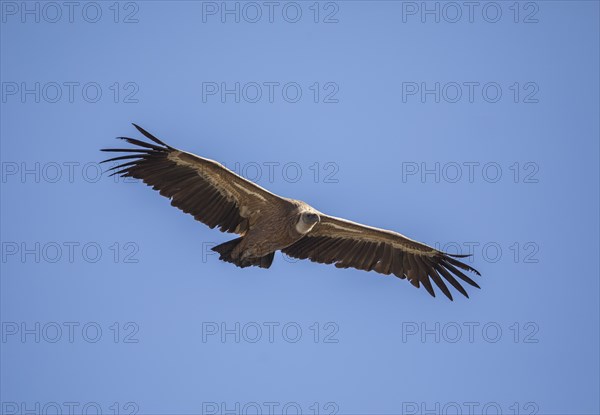 Griffon vulture (Gyps fulvus), Monfragüe National Park, Extremadura, Castilla La Mancha, Spain,