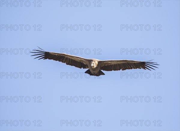Griffon vulture (Gyps fulvus), Monfragüe National Park, Extremadura, Castilla La Mancha, Spain,
